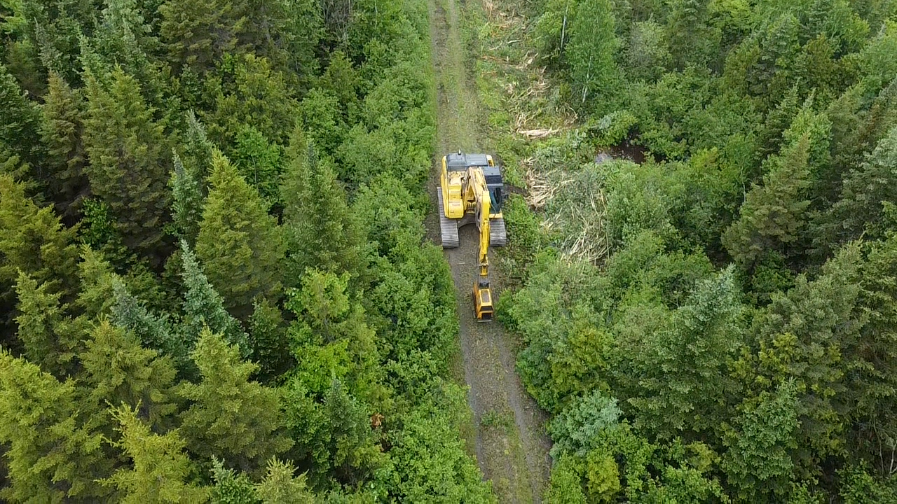 trimming back road