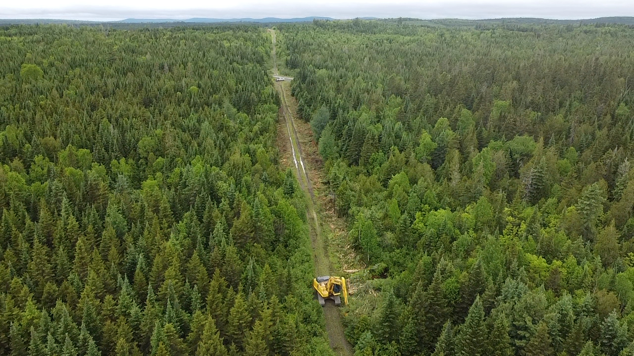 trimming back road