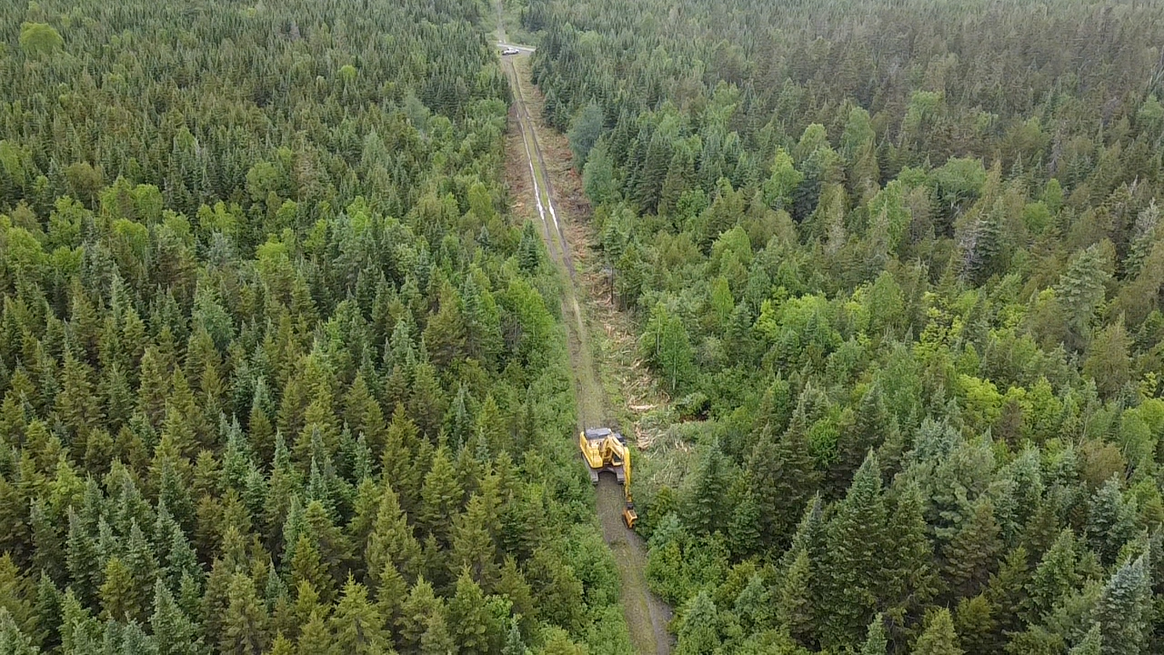 trimming back road