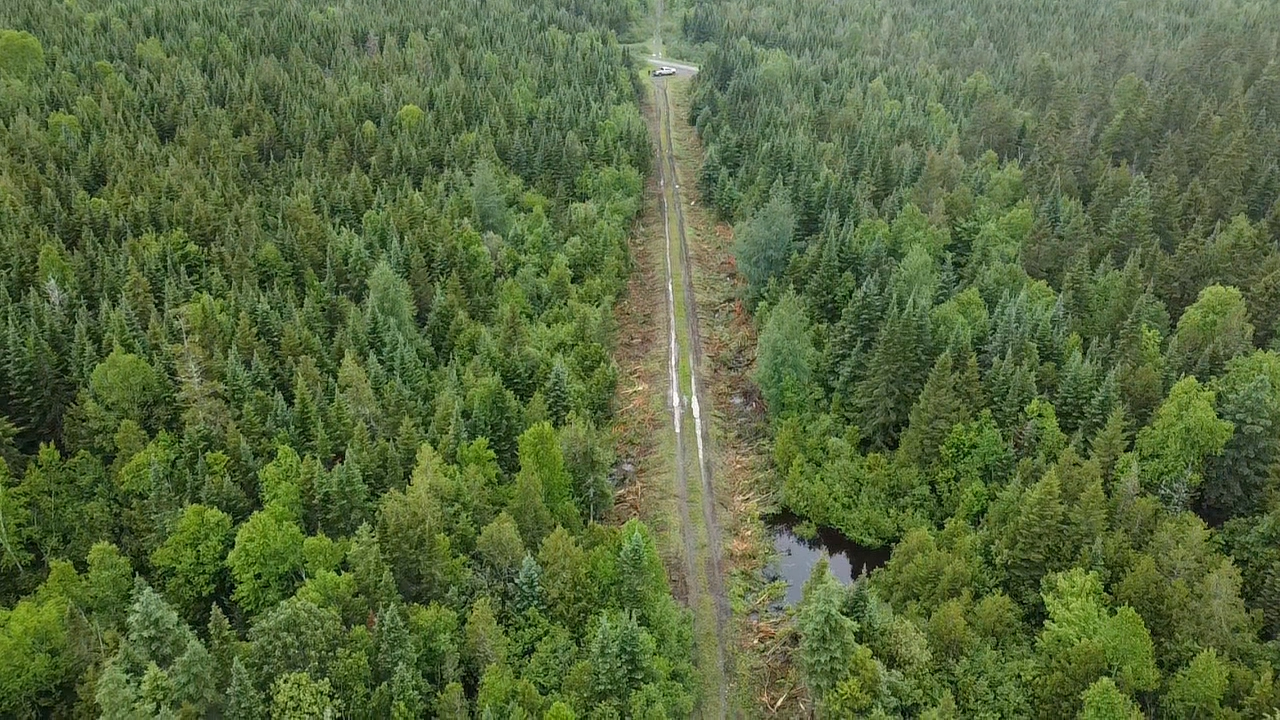 trimming back road