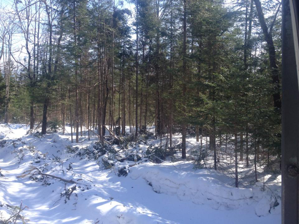 selectively cleared section of woods